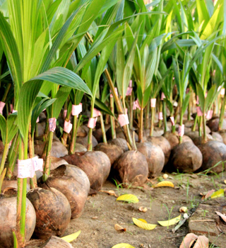 Agricultural farm operations