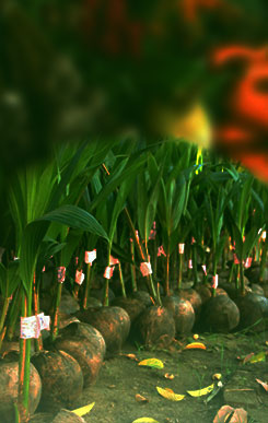 Farm fields at sunrise